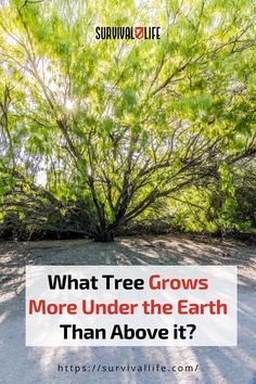 Guess what? Find out here! Earth, Growing Tree, Outdoor Survival, Taproot