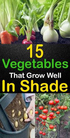 vegetables that grow well in shade