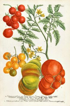an illustration of various fruits and vegetables on a white background, including tomatoes, cherries, and green leaves