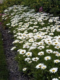white daisies line the side of a garden path