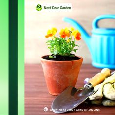 Be bright, sunny and positive. Spread seeds of happiness, Rise, shine, and hold your head high. Green thumbs up! 🌿💚 For more info, visit us at: 🌐www.nextdoorgarden.online ☎️+61 423 092 354 📧 nxtdoorgarden@gmail.com #nextdoorgarden #houseplant #garden #hangingplants #gardentips #gardenlife #iloveplant #instaplant #freeshipping #plant #gardening #nature #neighborhood #flower #environtmental #sharing #lovegardening #gardeningismytherapy Projects To Try