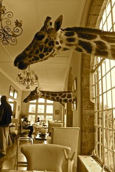 #travelgoals Wildlife Photography, Safari, Animal Kingdom, Wonders Of The World, Animals And Pets, Wild, Animals Wild, Animales, Dieren