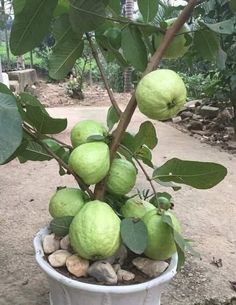 a potted plant filled with green fruit on top of a dirt ground next to trees