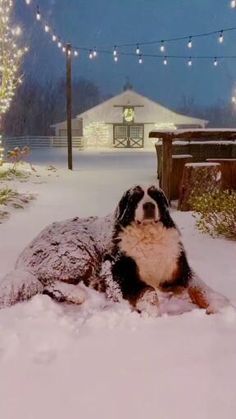 Big Dogs, Natal, Dog, Adorable Pictures, Winter Scenes