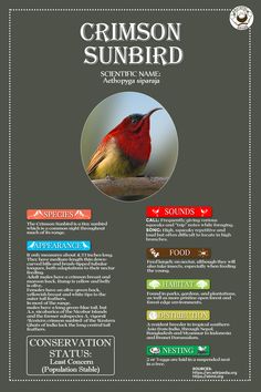 India, Indonesia, Hummingbirds, Insects, Bird Species, Bird Types, Bird Facts