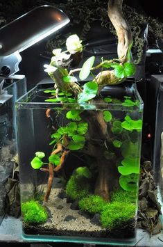 an aquarium filled with plants and rocks