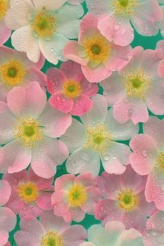 Pastel, Pink Flowers, Blooming Flowers