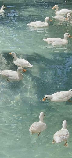 many ducks are swimming in the clear blue water