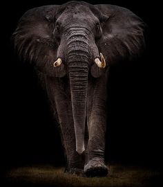 an elephant with tusks is walking in the dark, looking at the camera