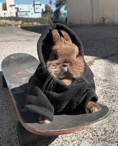 a small rabbit wearing a hoodie sitting on top of a skateboard in the street