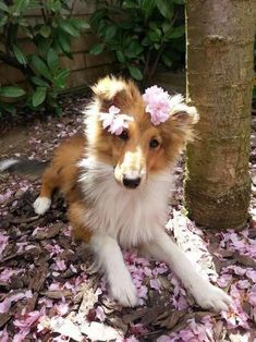 a brown and white dog with pink flowers on its head laying in leaves next to a tree