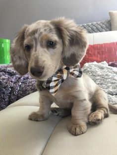 a dog wearing a bow tie sitting on top of a couch