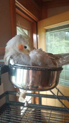 a bird sitting in a metal bowl on top of a shelf