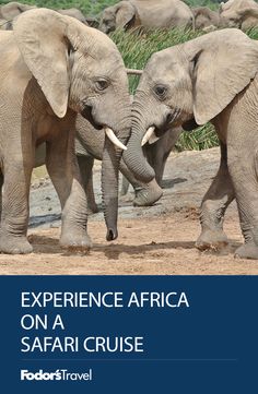 On these itineraries, guests get the chance to explore the African wilds, setting out in search of the continent's exotic landscapes and legendary wildlife. #cruise #africa #safari Africa Travel, Safari, Africa, Travel Around, Places To Go, Trip, Uganda