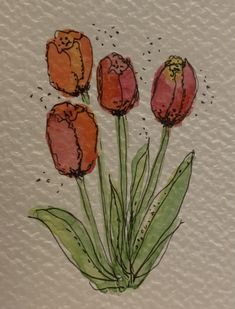 three orange flowers with green leaves on a white background in watercolor and pencils