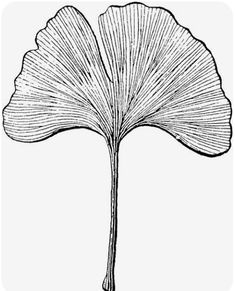 Ginkgo Leaf, Ginkgo Biloba, Gingko, Ginkgo, Botanical Drawings, Zentangle, Botanical Illustration, Leaves, Flower Drawing