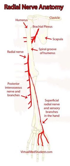 the anatomy of the hand and wrist, with labels on each arm pointing to different areas