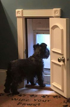 a small black dog standing in front of an open door