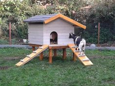 a dog is standing in front of a dog house