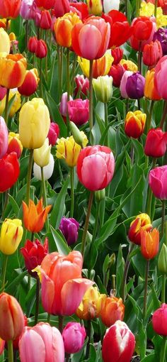 many different colored tulips in a field