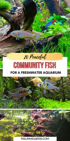 several different types of fish in an aquarium with text overlay that reads 20 practical community fish for a freshwater aquarium