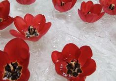 many red flowers are sitting on some ice