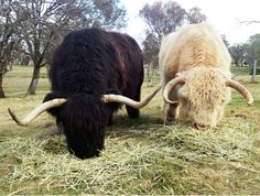 two long horn bulls grazing on grass in a field