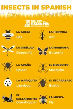 insects in spanish and english are shown on a yellow background with the words insects in spanish