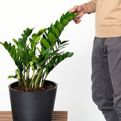 a person standing next to a potted plant