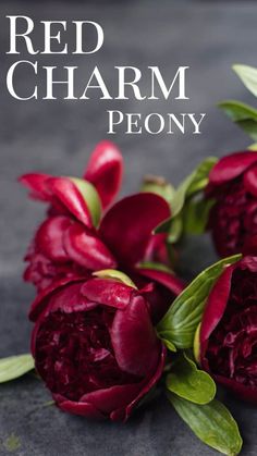 two red flowers with the words red charm peony