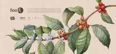 Coffee Art Print, Botanical Drawings