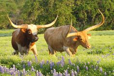 two longhorn bulls walking through a field with purple flowers