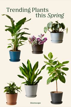 there are many different types of plants in pots