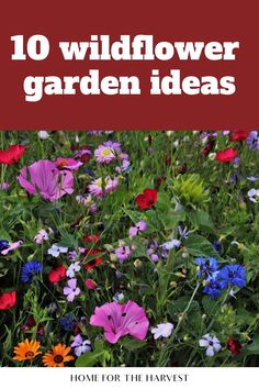 colorful flowers with the words 10 wildflower garden ideas on it in red and white