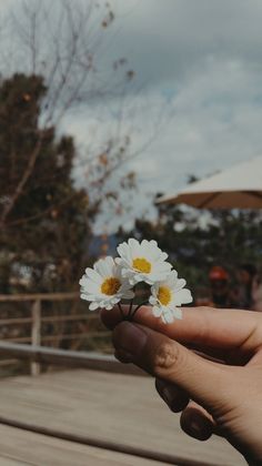 Aesthetic Photography Nature, Aesthetic Pastel Wallpaper, Flowers Photography Wallpaper, Sky Aesthetic, Beautiful Flowers Wallpapers, Vintage Flowers Wallpaper