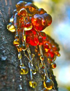 drops of water on the bark of a tree branch, with red and yellow beads hanging from it