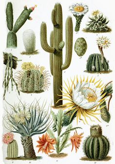 Cactus Flower, Vintage Cactus, Cactus Print, Cactus Illustration