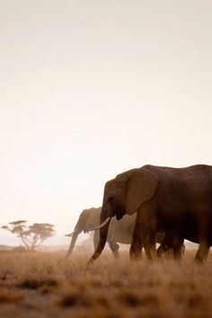 two elephants walking in the grass with trees in the background