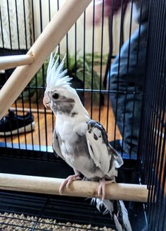 a bird with white feathers sitting on top of a wooden perch in a cage next to a person