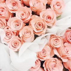 peachy pink roses Pink, Peach Flowers, Flower Quotes, Peach