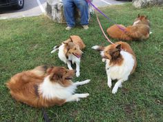 three brown and white dogs laying in the grass with their leashes tied to them