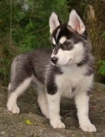 a husky puppy standing on top of a rock
