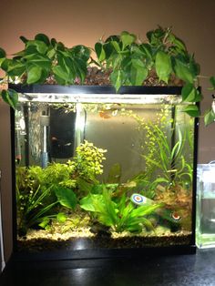 an aquarium filled with plants and rocks on top of a table