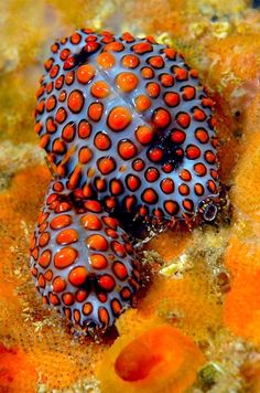 Coral Reef, Conchas De Mar, Conchiglie, Slugs