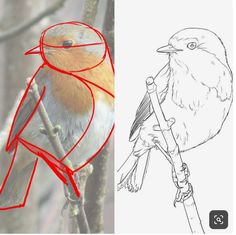 a bird sitting on top of a tree branch next to a drawing of a bird