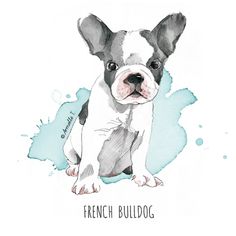 French Bulldog - Illustration by Armelle Tissier Pugs, Bulldogs, French Bulldog Art, French Bulldog Drawing, Dog Art, Dog Paintings, Dog Illustration, Dog Portraits