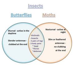 two intersecting venns with the words insects and mothes in them, both labeled as