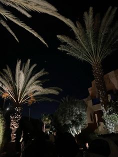 palm trees are lit up in the night sky