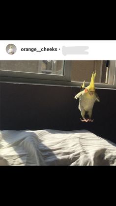 an orange and white cockatil standing on top of a bed next to a window