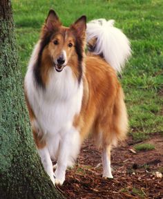a brown and white dog standing next to a tree